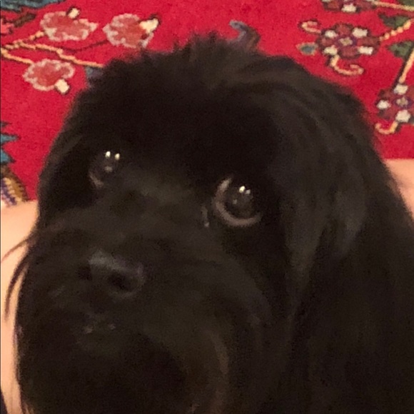 Meet your Posher, Lessie - Picture 1 of 1